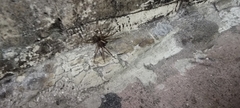 Lycosoides coarctata