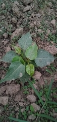 Ficus religiosa