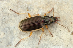 Chlaenius spoliatus