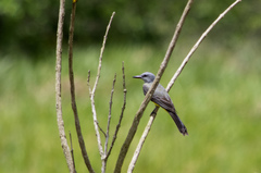 Tyrannus melancholicus