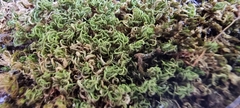 Bryophyta