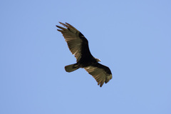 Cathartes burrovianus