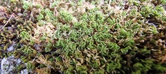 Bryophyta