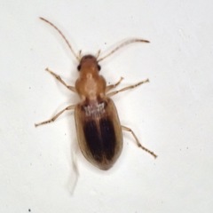 Dicheirotrichus