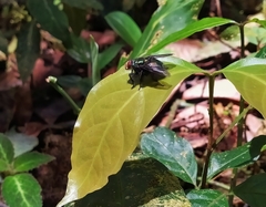 Blepharicnema splendens