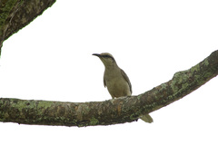 Mimus saturninus