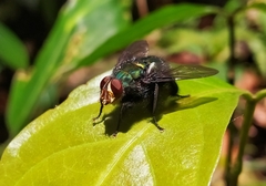 Blepharicnema splendens