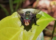 Blepharicnema splendens