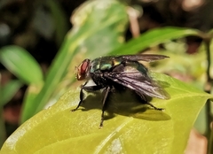 Blepharicnema splendens