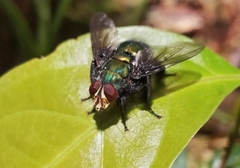 Blepharicnema splendens
