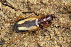 Cymindis lineata