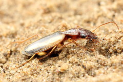 Cymindis lineata