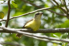 Machetornis rixosa