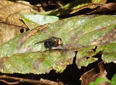 Blepharicnema splendens