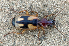 Cymindis picta