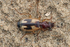 Cymindis picta
