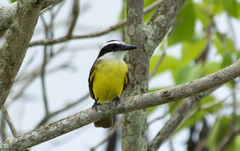 Pitangus sulphuratus