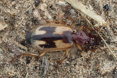 Cymindis picta