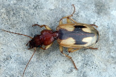 Cymindis picta