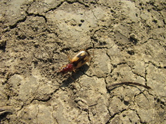 Cymindis picta