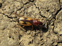 Cymindis picta