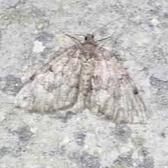Nebula ibericata