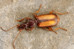 Polistichus connexus