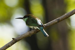 Merops viridis
