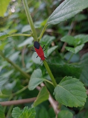Leptocoris