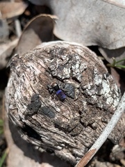Maratus hortorum