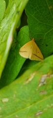 Rhodometra sacraria