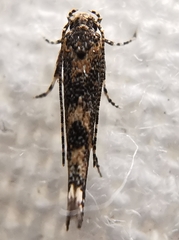 Coccidiphila