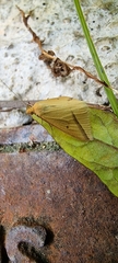 Rhodometra sacraria