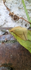 Rhodometra sacraria
