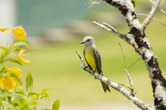 Tyrannus melancholicus