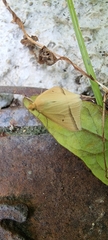 Rhodometra sacraria