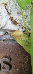 Rhodometra sacraria