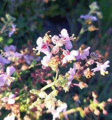Chaenostoma caeruleum