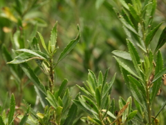 Tessaria dodonaeifolia