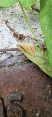 Rhodometra sacraria