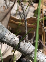 Maratus hortorum