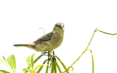 Sporophila albogularis