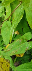 Rhodometra sacraria