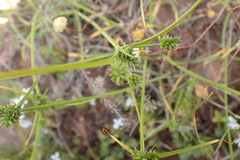 Cyperus uitenhagensis