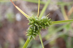 Cyperus uitenhagensis
