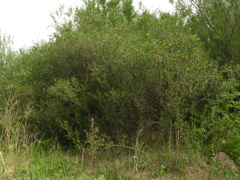 Tessaria dodonaeifolia