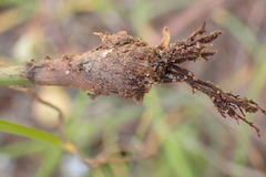 Cyperus uitenhagensis