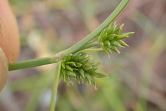 Cyperus uitenhagensis
