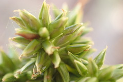 Cyperus uitenhagensis