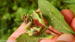 Dasineura salicifoliae